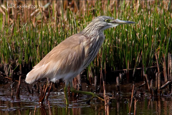 Squacco Heron