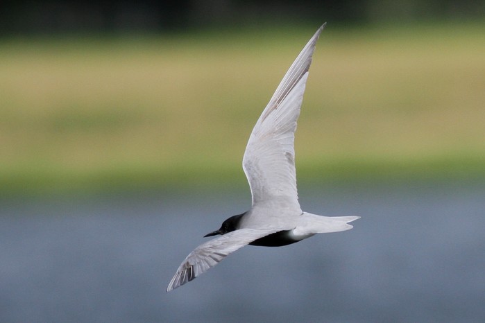 Black Tern