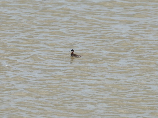 Red-necked Phalarope