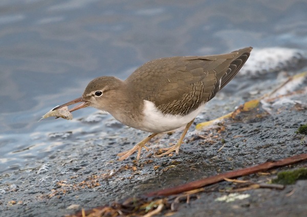 Spotted Sandpiper