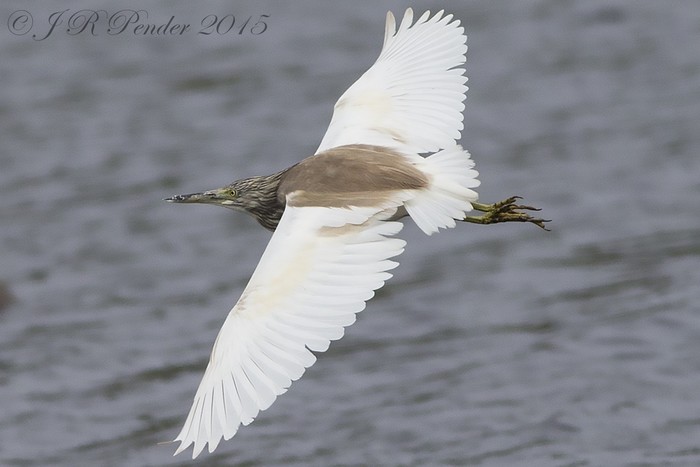 Squacco Heron