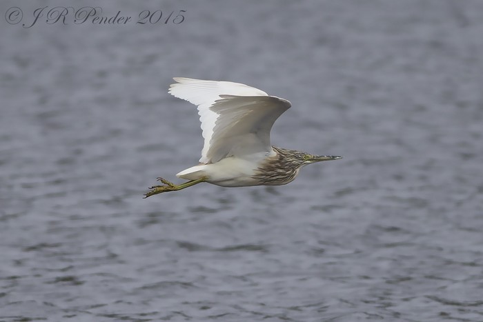 Squacco Heron