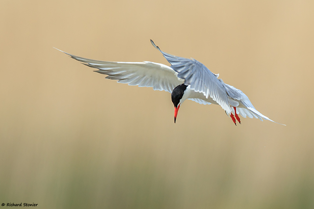 Common Tern