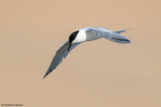 Sandwich Tern