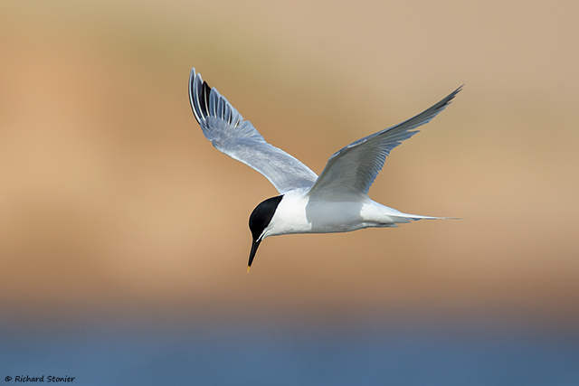 Sandwich Tern