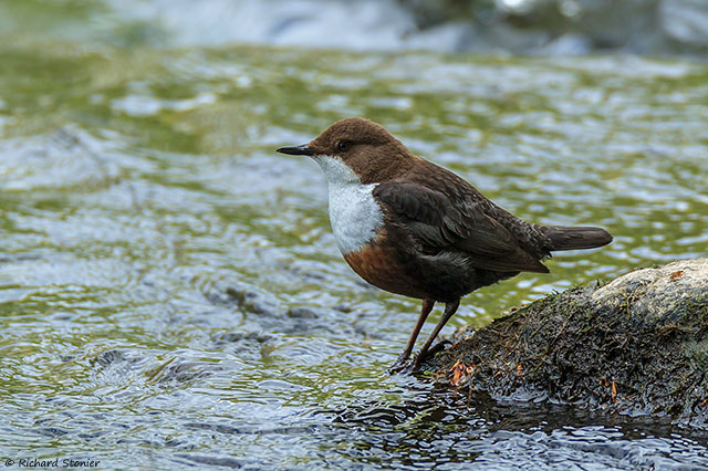 Dipper