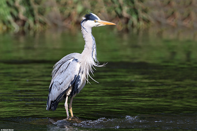 Grey Heron