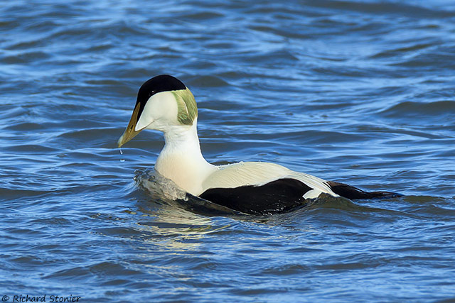 Eider