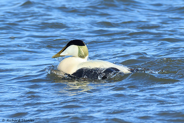 Eider