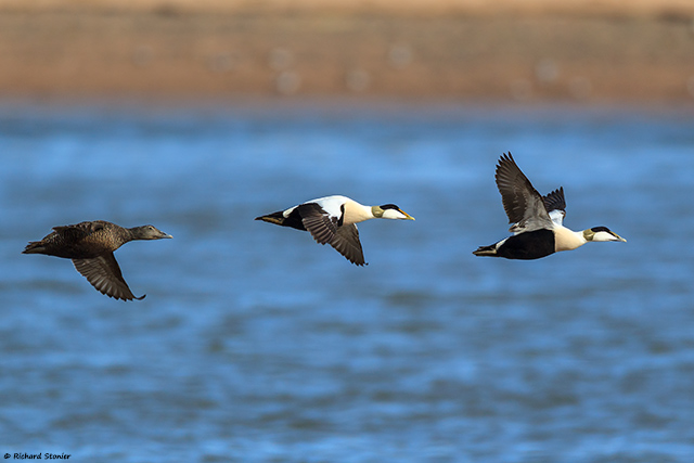 Eider