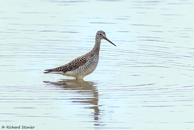 Greater Yellowlegs