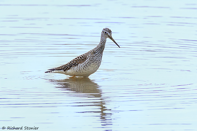 Greater Yellowlegs