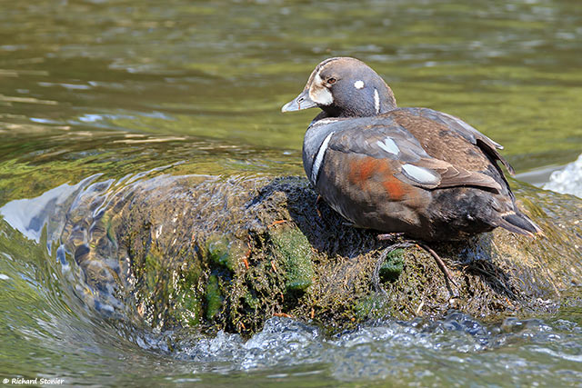 Harlequin Duck