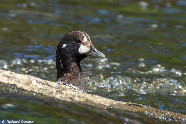 Harlequin Duck