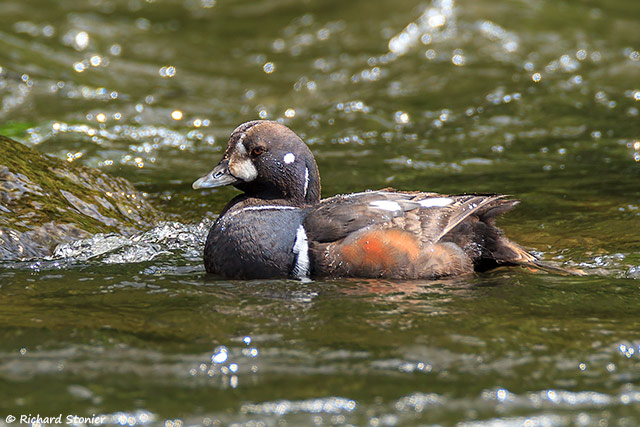 Harlequin Duck