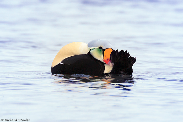 King Eider
