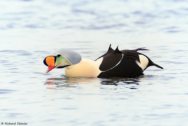 King Eider