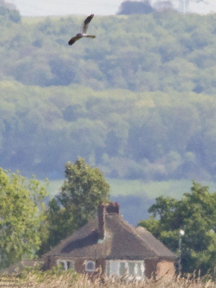 Montagu's Harrier