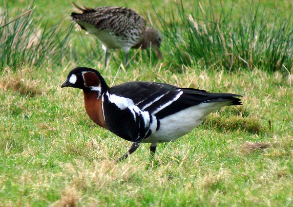 Red-breasted Goose