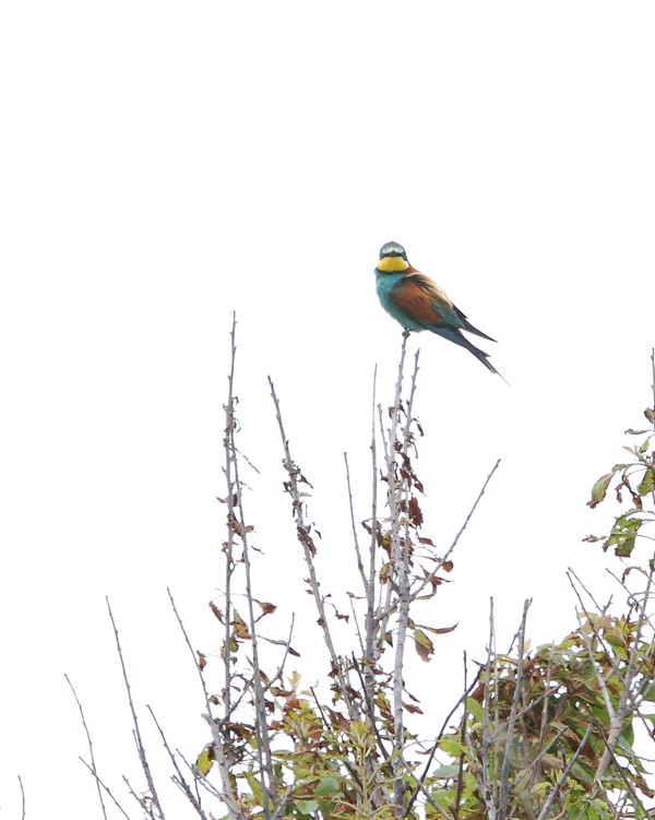 Bee-eater