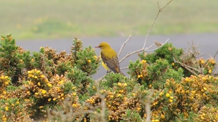 Golden Oriole