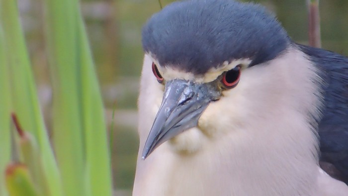 Night Heron