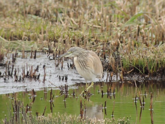 Squacco Heron