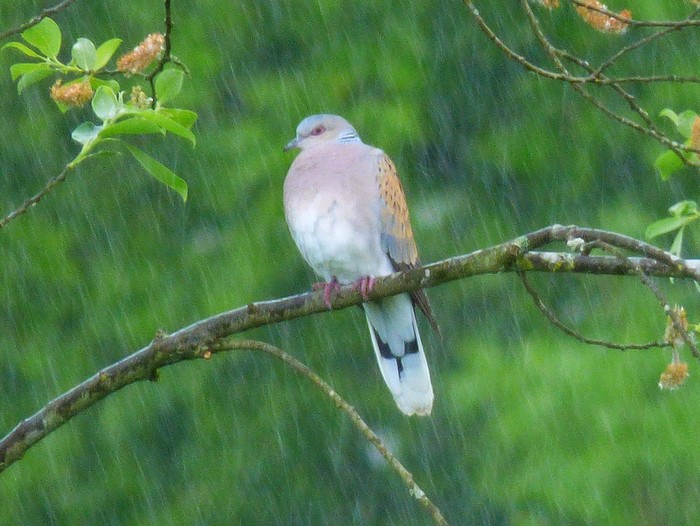 Turtle Dove
