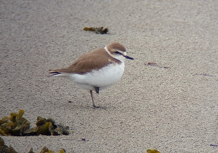 Kentish Plover