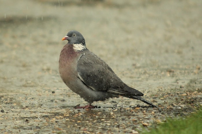 Woodpigeon