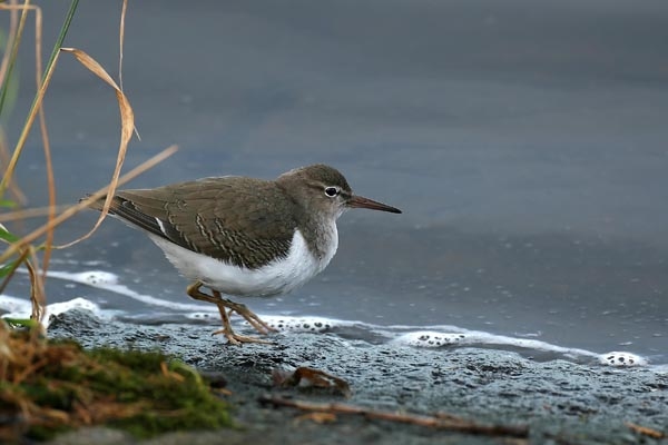 Spotted Sandpiper