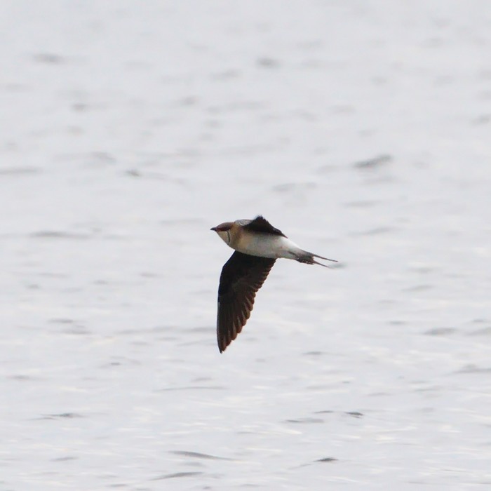 Black-winged Pratincole