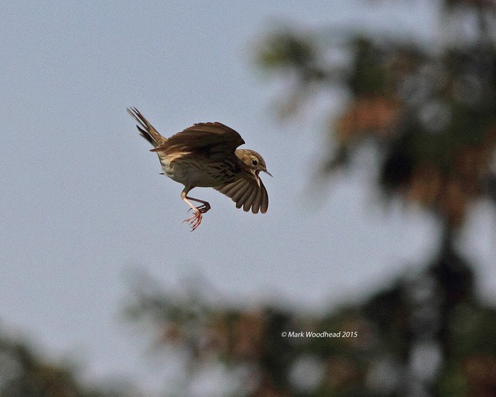 Tree Pipit