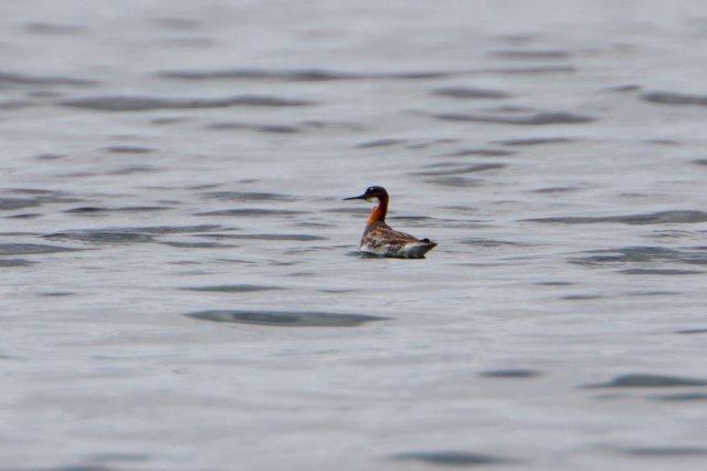Red-necked Phalarope