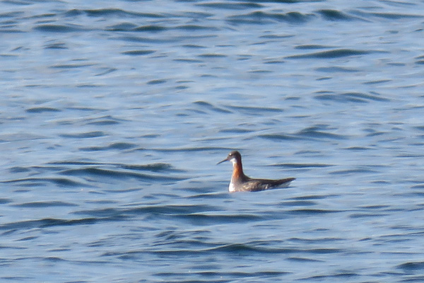 Red-necked Phalarope