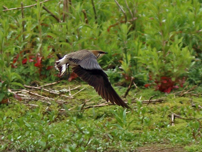Black-winged Pratincole