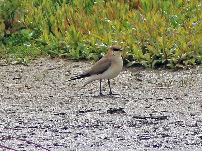 Black-winged Pratincole