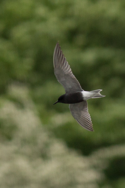 Black Tern