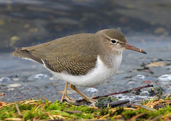 Spotted Sandpiper