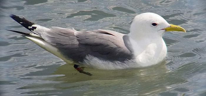 Kittiwake