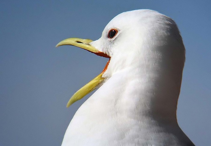 Kittiwake