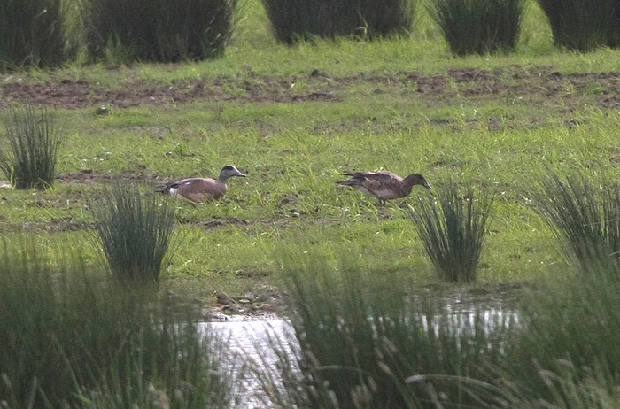 American Wigeon