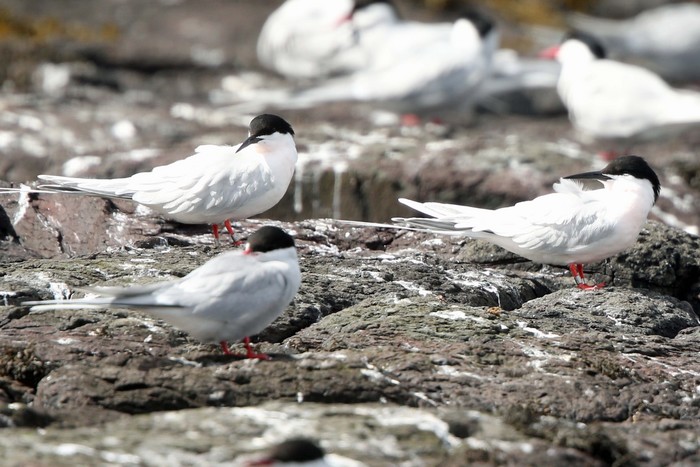 Roseate Tern