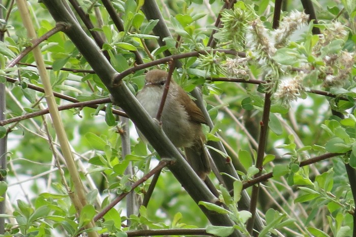 Cetti's Warbler