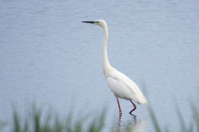 Great White Egret