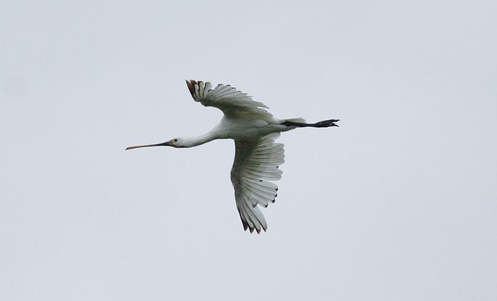 Spoonbill