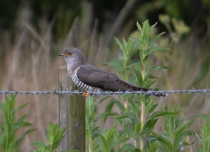 Cuckoo