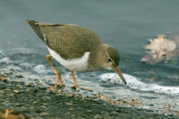 Spotted Sandpiper