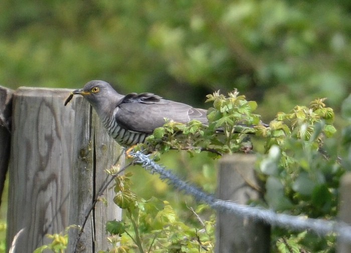 Cuckoo