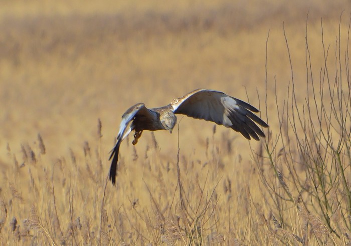 Marsh Harrier